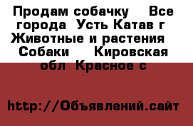 Продам собачку  - Все города, Усть-Катав г. Животные и растения » Собаки   . Кировская обл.,Красное с.